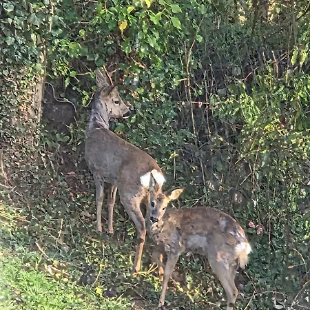 Ferienwohnung Lux Appartement Ortenberg (Hessen)
