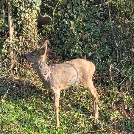 Appartement Ferienwohnung Lux *