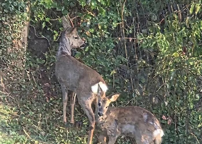 Ferienwohnung Lux Appartement Ortenberg (Hessen)