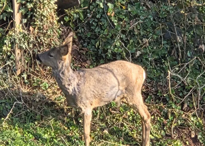 Appartement Ferienwohnung Lux *